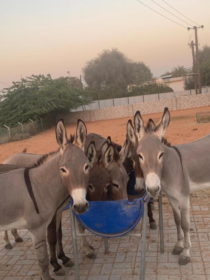 RAK Glamping Hotel Ras al-Khaimah Eksteriør billede
